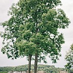 Blissful Barn Wedding