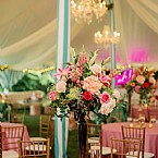 Paradise Under the Tent