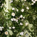 Beaming Botanicals