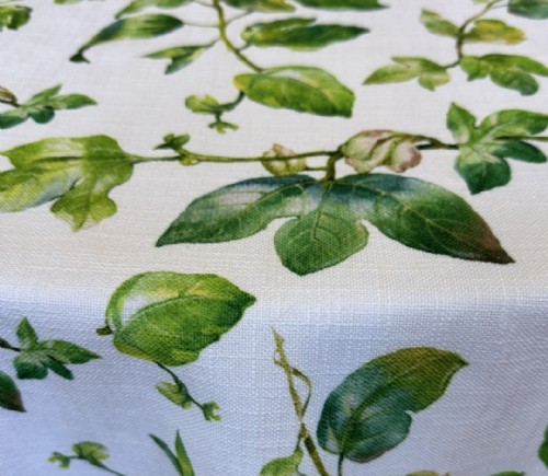 Ivy Panama