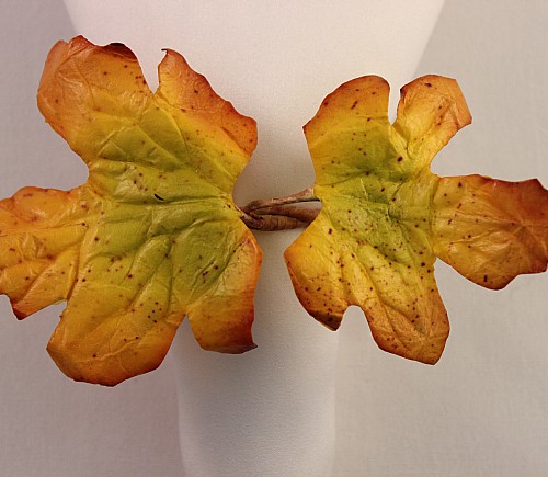 Golden Leaf Napkin Ring (Limited)